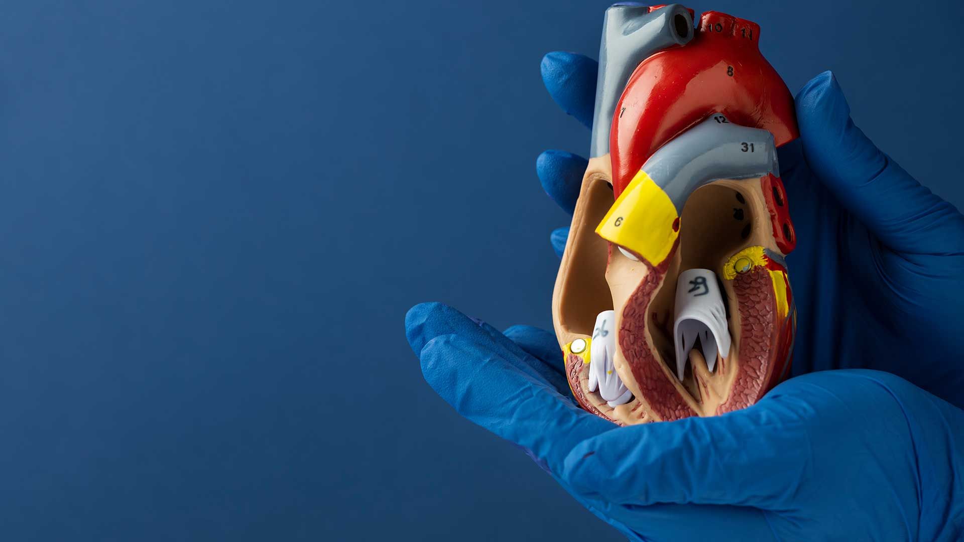 Maqueta de corazón
