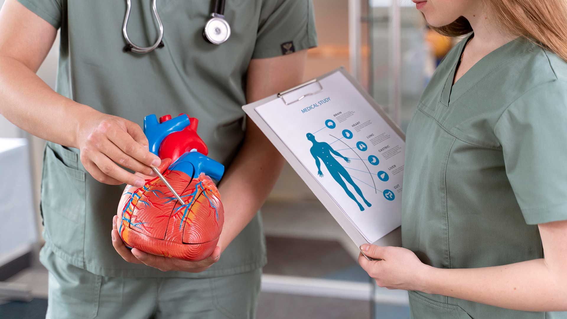 Médico mostrando una maqueta de un corazón