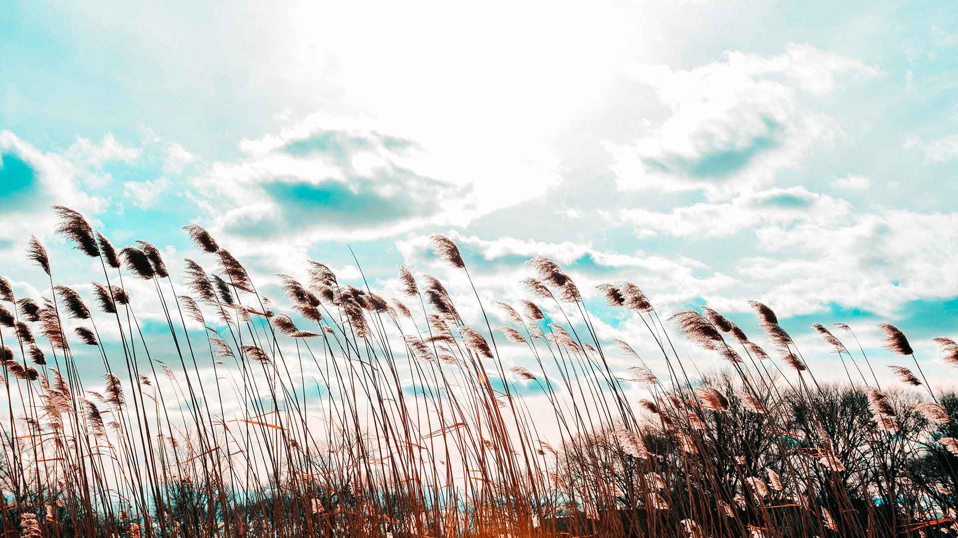 Campo con viento