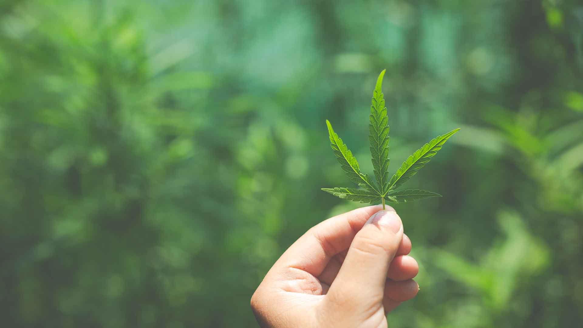 Hoja de cannabis