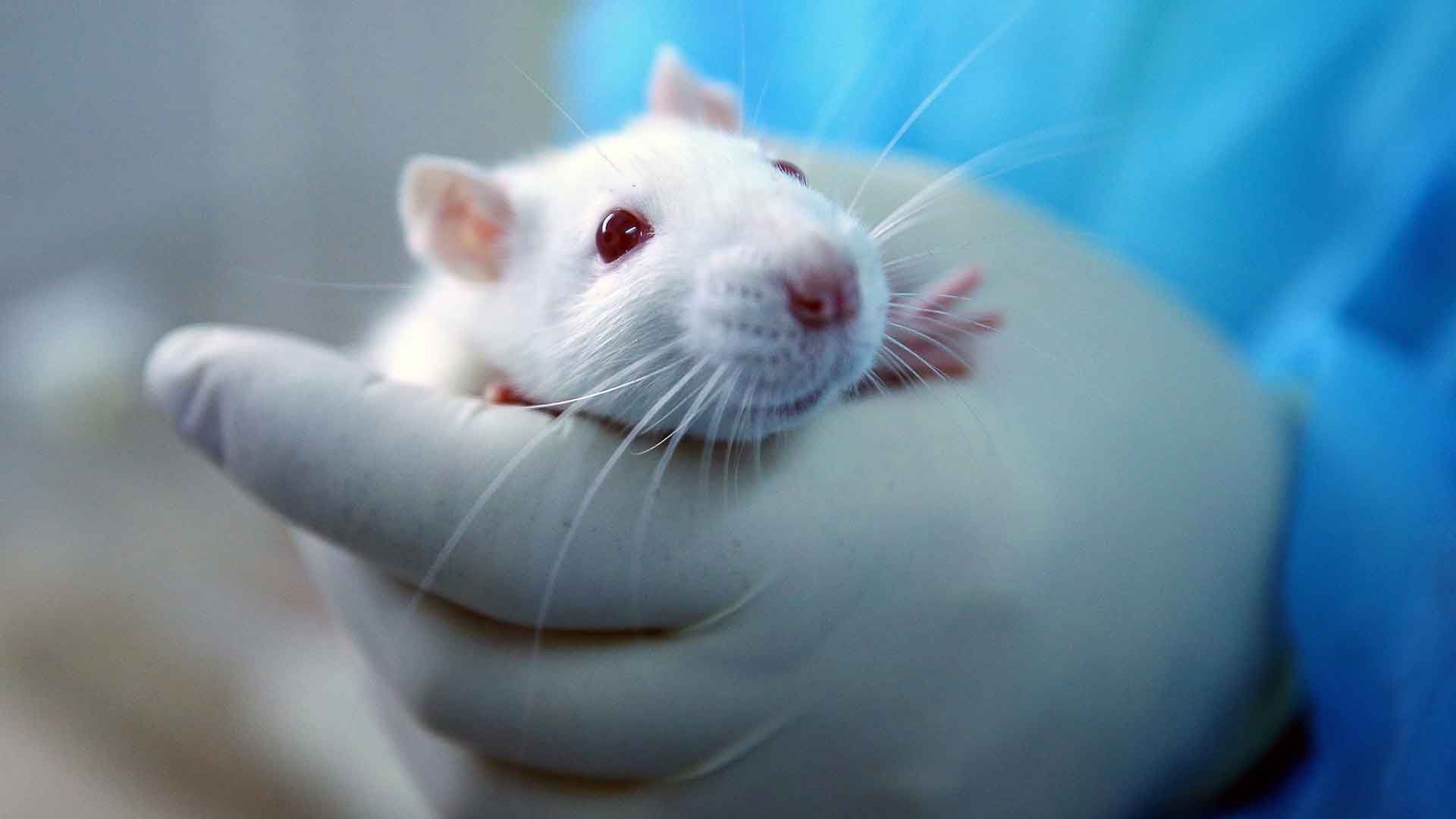 Rata en manos de un científico