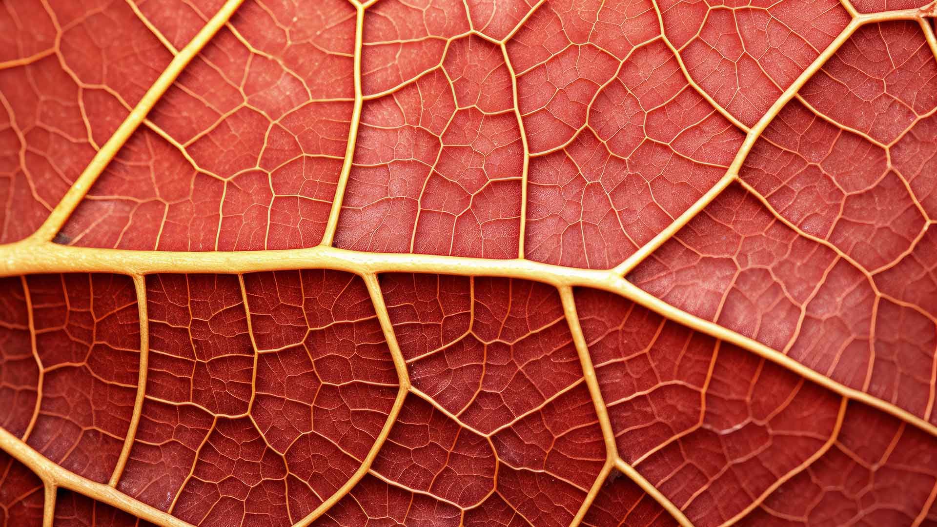 Primer plano de una hoja