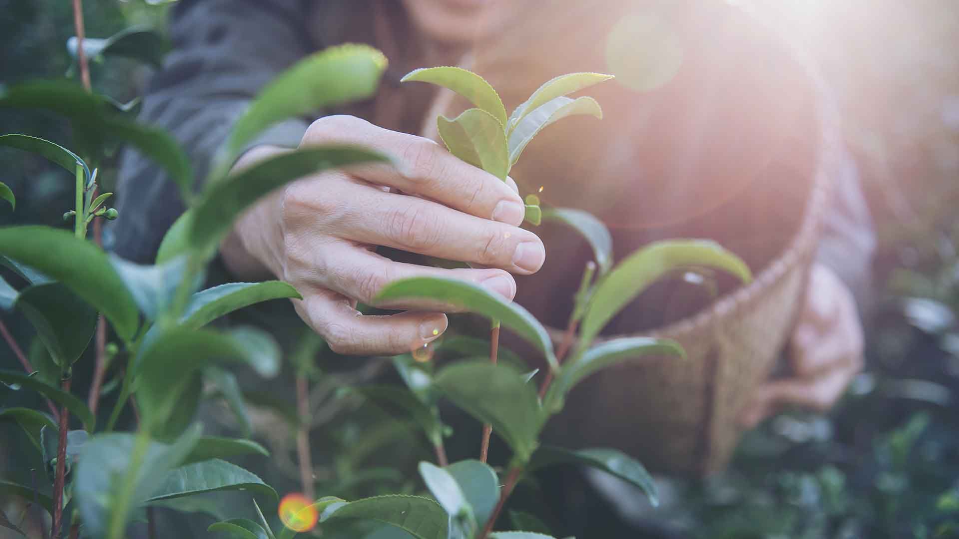 Plantas y manos de florista