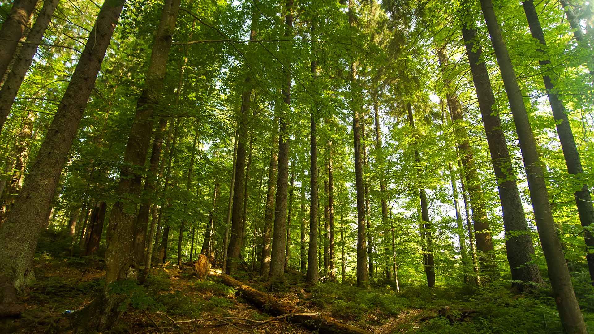 Bosque frondoso