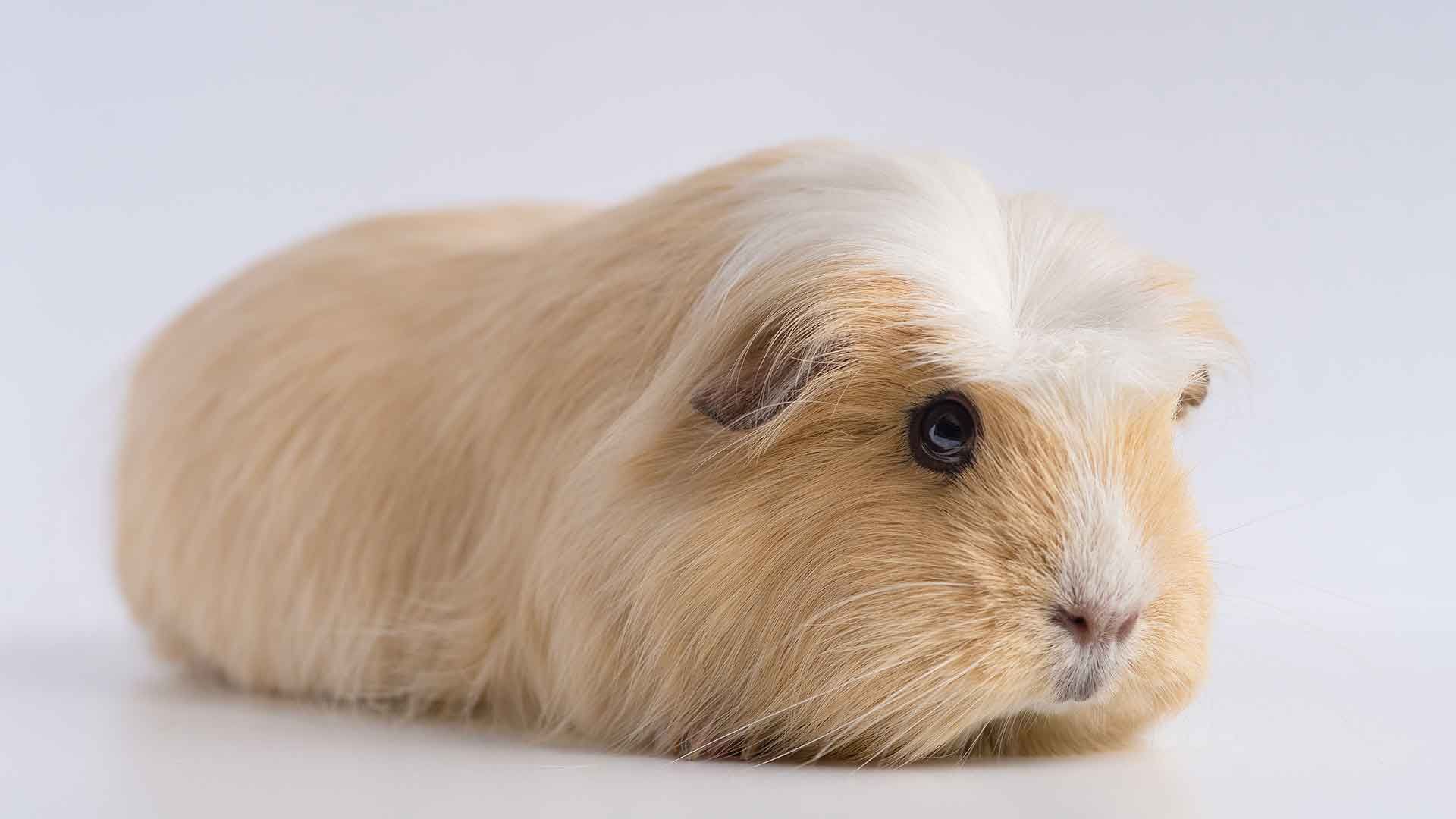 Cobaya