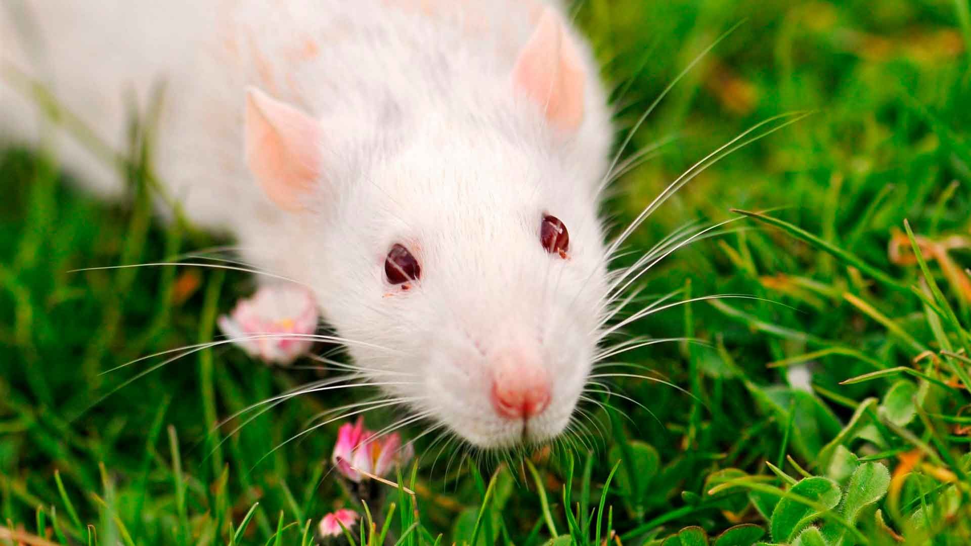 Ratón de laboratorio