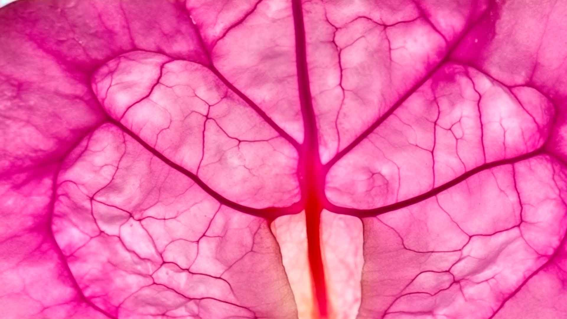 Venas