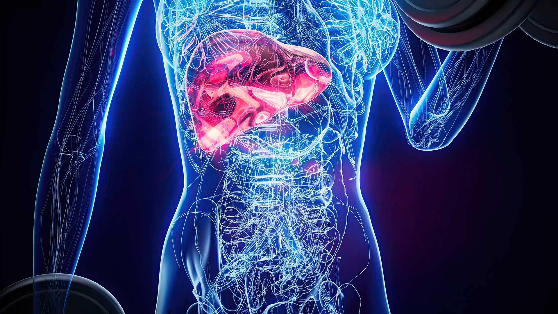 Imagen virtual del interior de un torso humano, destacando el hígado